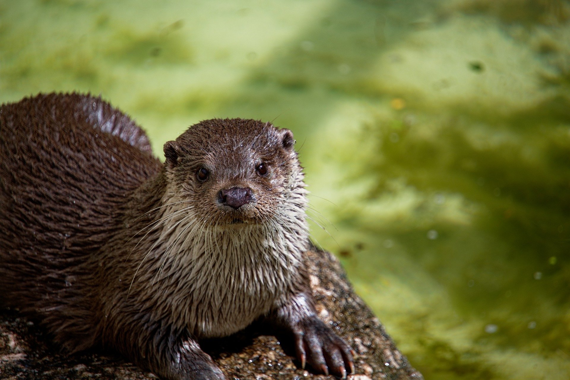 Otter